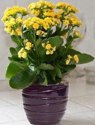 Kalanchoe Plants Plants Toxic To Dogs Toxic Plants For Cats