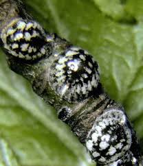 Image result for puklice švestková obrázek