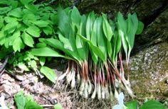 L Ail Des Bois Plus Subtil Que L Ail Classique Plants Permaculture Indoor Plants