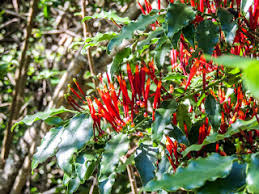 Image result for Kyphocarpa angustifolia