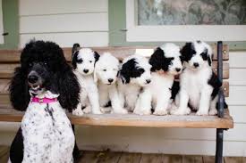 sheepadoodle characteristics appearance and pictures