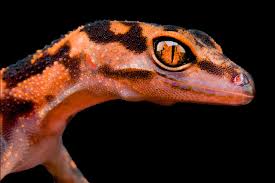 Reptiles have gotten a raw deal in the modern era—they're nowhere near as populous and diverse as they were 100 or 200 million years ago, and. Online Reptile Trade Is A Free For All That Threatens Thousands Of Species Scientific American