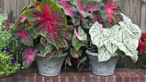Ini lho tanaman hias depan rumah dari namanya saja kamu pasti sudah mengira bahwa tanaman ini pasti ada hubungannya dengan selain bunga teratai, ada lagi satu tanaman yang cocok untuk menghias kolam yang ada di depan. 7 Tanaman Hias Caladium Paling Cantik Yang Memikat Mata