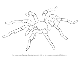 Learn How To Draw A Tarantula Arachnids Step By Step Drawing Tutorials Spider Drawing Drawings Bugs Drawing