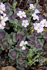 Image result for Oxalis purpurascens