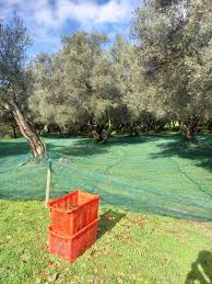A Festa Di L Oliu Novu Home Facebook