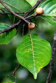 Image result for Dipterocarpaceae