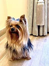 uzun tuylu yorki yorkshire terrier kopek yavru kopek