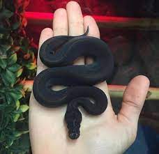 Pin By B On Snake Cute Reptiles Pretty Snakes Pet Snake