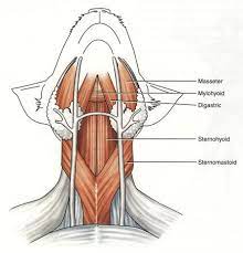 Muscle tissue is also found inside of the heart, digestive organs, and blood vessels. Muscles Of The Cat Simplebooklet Com