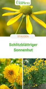 Schlitzblattriger Sonnenhut Prachtiger Sommerbluher In 2020 Pflanzen Sonnenhut Stauden