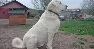 Akbash Shepherd Dog Breed Puppies Akbash Dog Akbash Dog Breeds