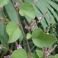 Image result for Polhillides