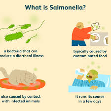 The two species of salmonella are salmonella enterica and salmonella bongori. How To Prevent Salmonella