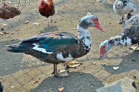 Breed Profile Muscovy Duck Backyard Poultry