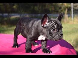 Now we are proud to have 3 champion males and females who are championed sired. French Bulldog Puppy For Sale Male Color Black French Bulldog Puppies For Sale In Atlanta Ga Youtube