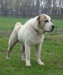 Kara Yulduz Central Asian Shepherd Dog And Terriers Kangal Dog Livestock Guardian Dog Alabai Dog