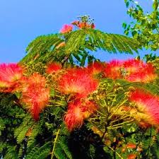 Image result for Albizia