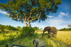 As mentioned above, jackalberry tree is especially cultivated for its fruits because in regions like africa where food crisis has become daily issue, tree like jackalberry is very precious. Did These Elephants Get Just A Little Drunk On Marula Fruit Animal Behaviour Earth Touch News