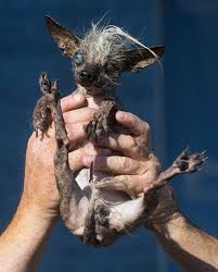 See more ideas about ugly dogs, dogs, world ugliest dog. Ugly Dog Contest Tucson Com