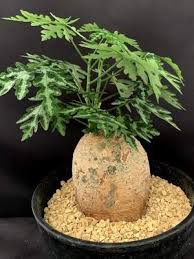 Image result for Adenia