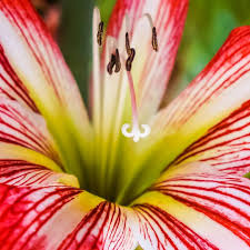 記錄 攝影 生活 藝術 花草 微距 景色 photography photo photoshop taiwan amazing sony eventtaiwan artphoto beautiful photographer green plants photography