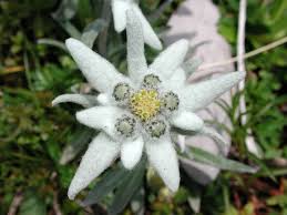 50 Edelweiss Leontopodium Alpinum White Flower Seeds Flat Etsy In 2021 Edelweiss Flower Flower Seeds Flower Seed Gifts