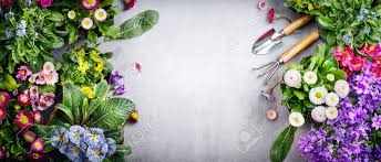 Maybe you would like to learn more about one of these? Floral Gardening Background With Variety Of Colorful Garden Flowers And Gardening Tools On Concrete Background Top View Place For Text Banner Stock Photo Picture And Royalty Free Image Image 70594714