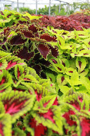 Image result for Coleus guerkei
