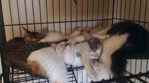 Cats for adoption, all ages. Experience Of Saving And Fostering Stray Cats In Malaysia