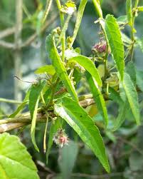 Image result for Tragia shirensis