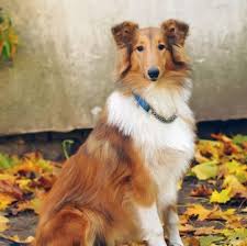 Buy and sell collie, smooth to buy on animals sale page: Collie Puppies For Sale Adoptapet Com
