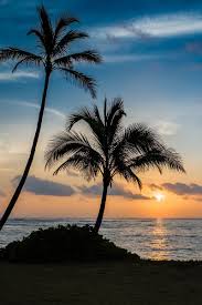 Iphone wallpapers for iphone 12, iphone 11, iphone x, iphone xr, iphone 8 plus high quality wallpapers, ipad backgrounds. Download Wallpaper 800x1200 Palm Beach Sunset Sea Iphone 4s 4 For Parallax Hd Background