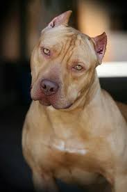 Pitbull Terrier Mix Black And Brown Pitbulls Animals Dogs Pitbull Terrier Dog Breeds Pitbull Dog