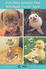 Cute Baby Animals That Will Make You Go Aww Top5 Cute Baby Animals Baby Animals Animals
