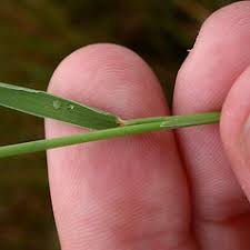 Image result for Digitaria maitlandii