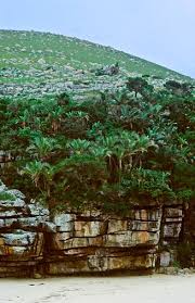 Image result for Cassytha pondoensis