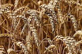 Who is a owned subsidiary of malaysia is a federal constitutional monarchy located in southeast asia. China Updates List Of Permitted Grain Exporters As Shortages Loom Produce Report