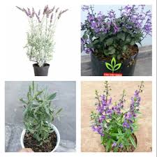 Kenali 5 jenis bunga ini supaya tidak salah saat mengajukan kredit. Paket 4 Jenis Tanaman Lavender Pengusir Nyamuk Shopee Indonesia