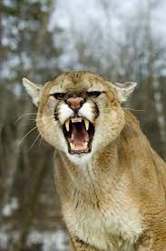 Pin By Andres Bonansco On My Out Doors Mountain Lion Animals Wild Animals Beautiful