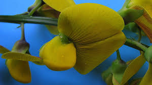 Image result for Crotalaria retusa