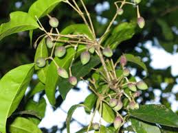 Image result for Canthium glaucum