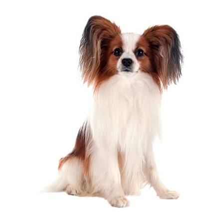 Care for the Papillon dog, brushing, bathing, and haircut