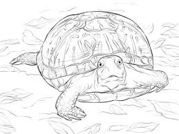 Take your pick and color together! Parentune Free Printable Realistic Ornate Box Turtle Coloring Pages Coloring Picture Assignment Sheets Pictures For Child