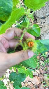 Ulat bulu ini lari nya cepat banget hai teman teman, hari ini faqih menemukan hewan ulat bulu yang bisa lari ayo menyanyi ulat bulu bersama bibitsku! Namakucella Pokok Letup Pokok Ulat Bulu