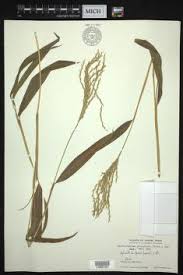 Image result for Microstegium fasciculatum