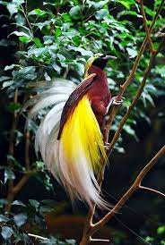Fauna Of New Guinea Wikipedia
