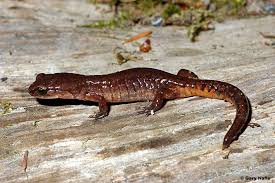 Image result for Actinanthella