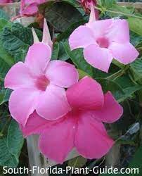 Pin On South Florida Landscaping