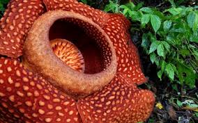 Telah mekar bunga raflesia arnoldi di kecamatan muara sahung tepat nya di desa ulak bandung, kabupaten kaur, bengkulu, tumbuh pada akar yang merambat di pohon dengan di atas permukaan tanah dengan ketinggian lebih kurang 10 meter. Mengenal Bunga Rafflesia Arnoldii Ulya Days